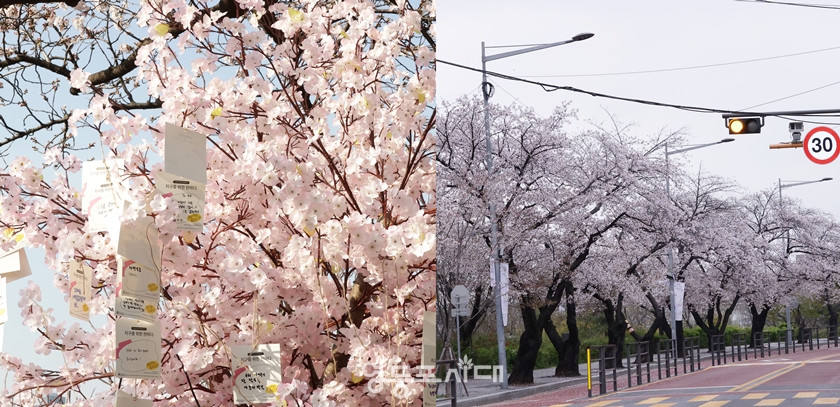 ▲4월 8일 봄꽃 축재 개막 당시(오른쪽)와 봄꽃 축제가 끝난 4월 14일 오전 전경(오른쪽)Ⓒ영등포시대