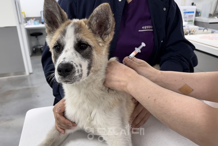 ▲한 반려견이 예방접종 받고 있다/이미지=서울시 제공 