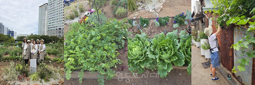 ▲영등포구 마을정원사 회원(왼쪽)과 회원들이 문래동 텃밭에 키운 배추(오른쪽)/이미지=영등포구 마을정원사회 제공