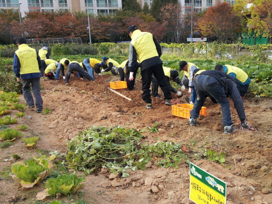 문래동 텃밭에서 그동안 일군 고구마를 수확하고 있는 영등포구 오이지봉사단(9일 토)
