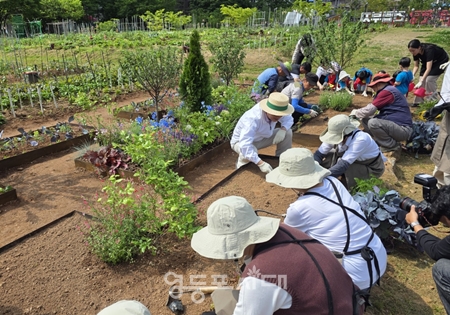 ▲구민들이 도시 텃밭을 가꾸고 있다.(2024년)/이미지=영등포구 제공